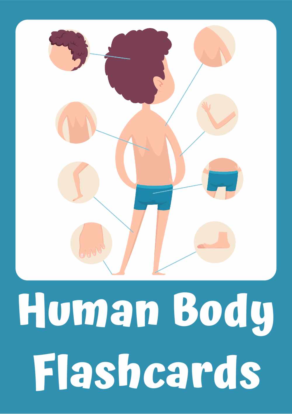 human budy Flashcards